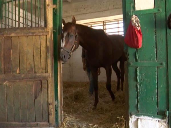 В Новокубанском районе на конезаводе вырастили более 170 лошадей