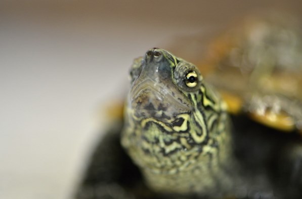 Ученые выяснили, как черепахи выбирают свой пол внутри яйца