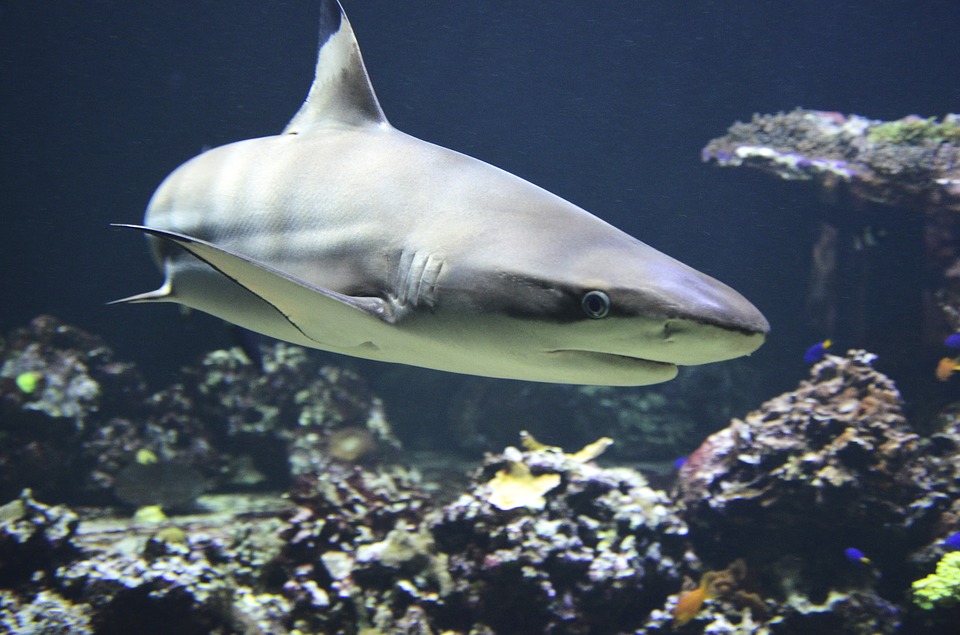 Спастись от акулы: как вести себя при нападении хищника