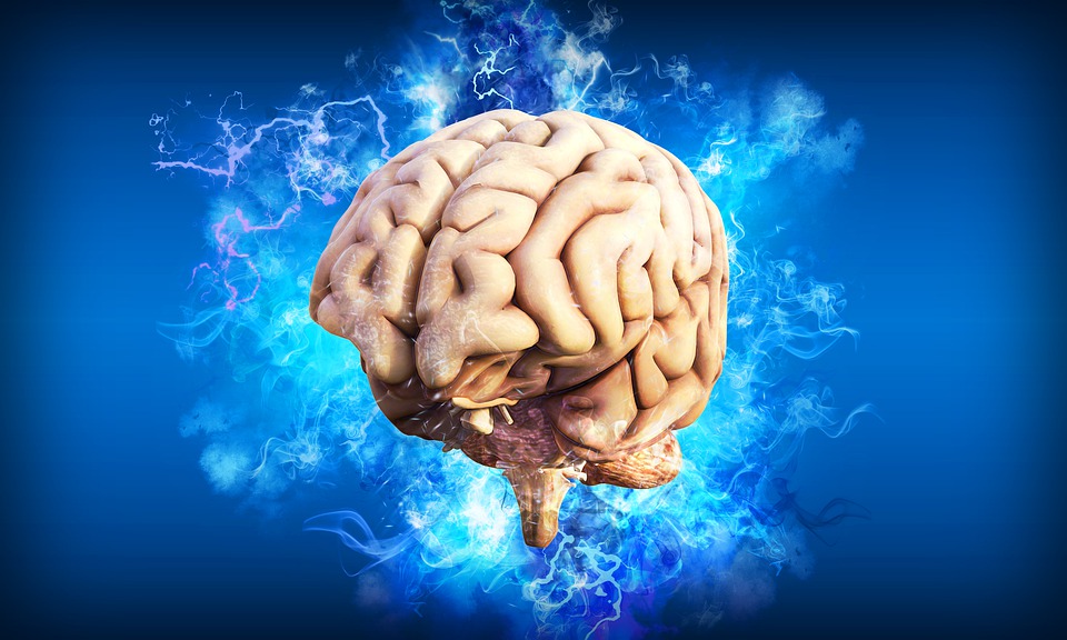 Ученые нашли в мозге человека области, отвечающие за веру и правду