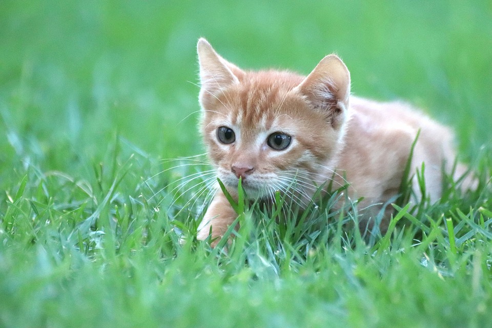 Ученые рассказали, почему кошки иногда едят траву