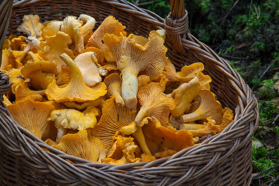 Диетологи рассказали, сколько грибов можно съесть без опаски