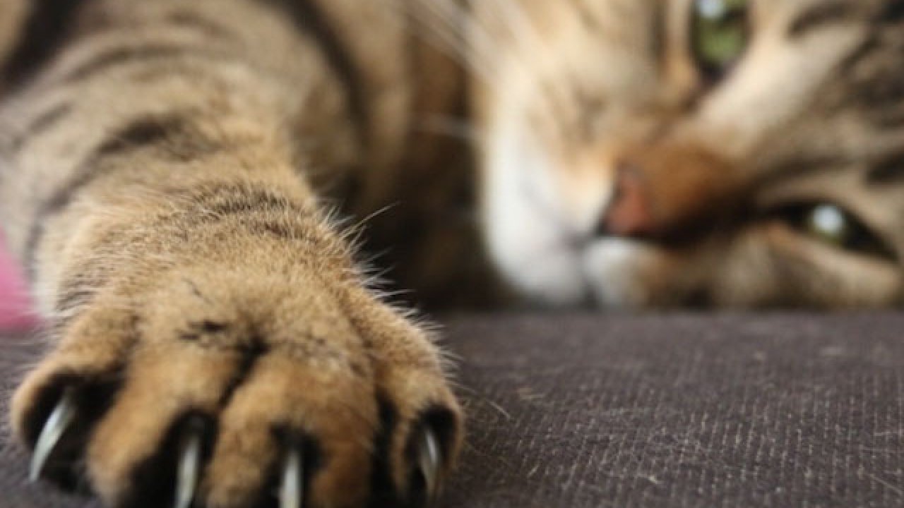 Болезнь кошачьих царапин: симптомы и лечение | Hill’s