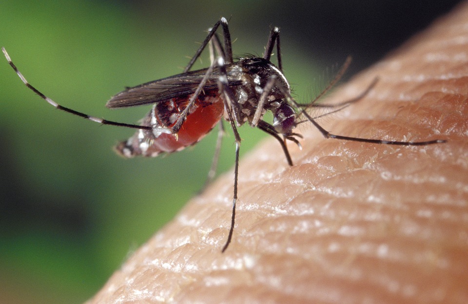 Невероятное видео: комар пьет кровь с помощью шести игл