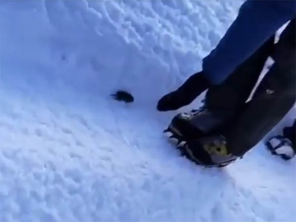 Альпинисты нашли на вершине Эльбруса живую мышь. Видео