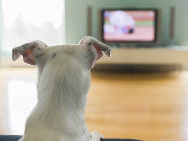 Ученые рассказали, зачем животные смотрят телевизор