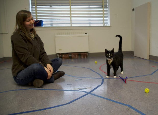 Котенок по имени Гав: ученые нашли в поведении кошек очень много от собак