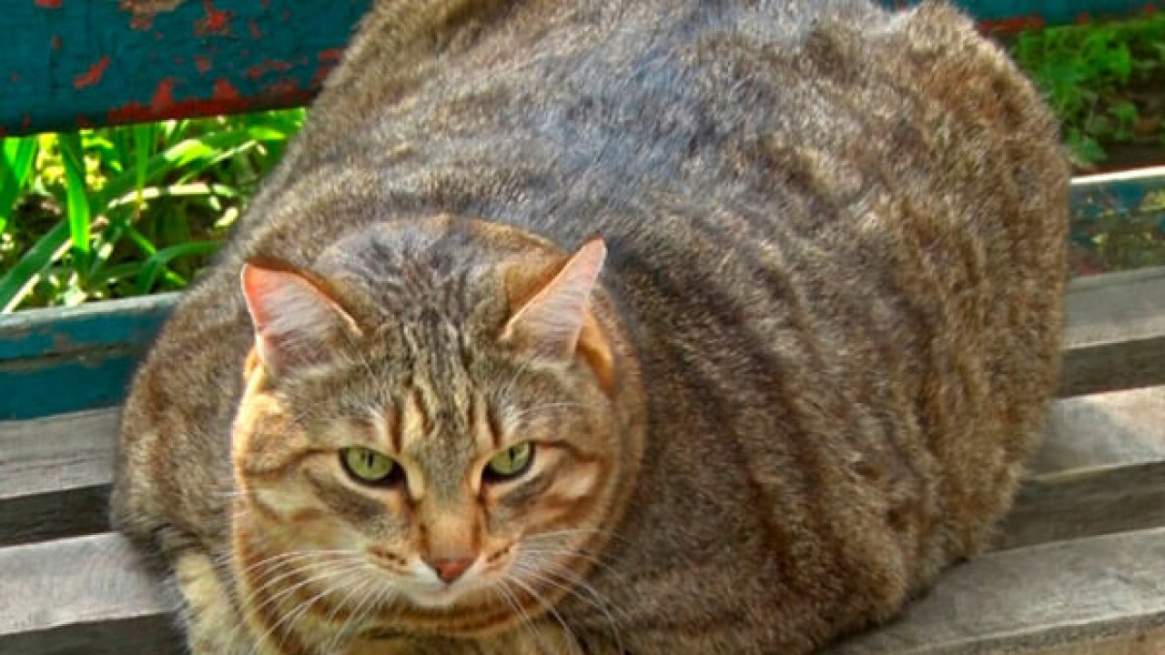 Самый толстый кот в России. Видео - 22 сентября, 2019 Популярное «Кубань 24»