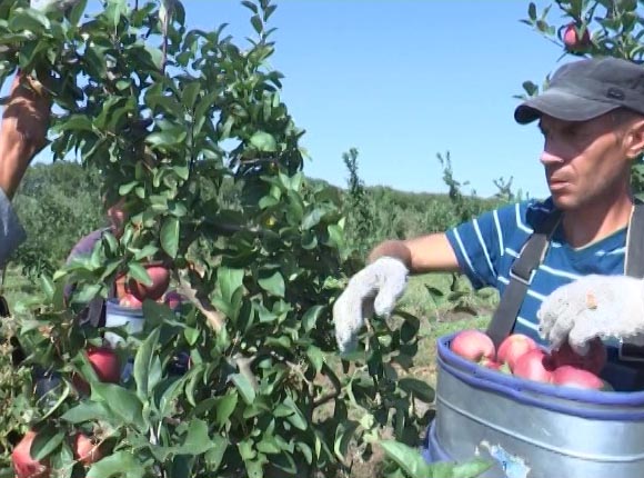 На предприятии в Ейском районе планируют собрать около 8 тыс. тонн яблок