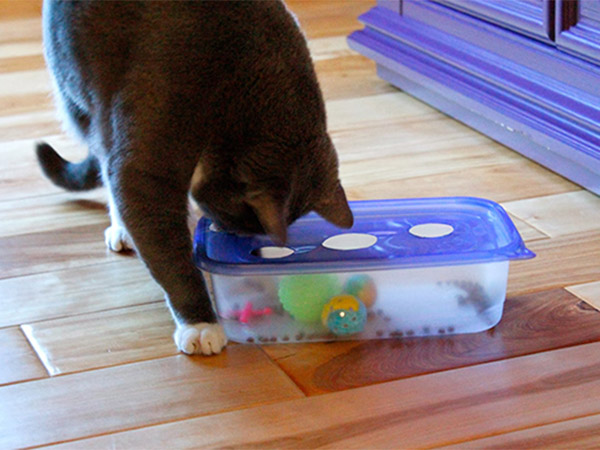 Пищевая головоломка: как сделать счастливой свою кошку, не заводя дома мышей?