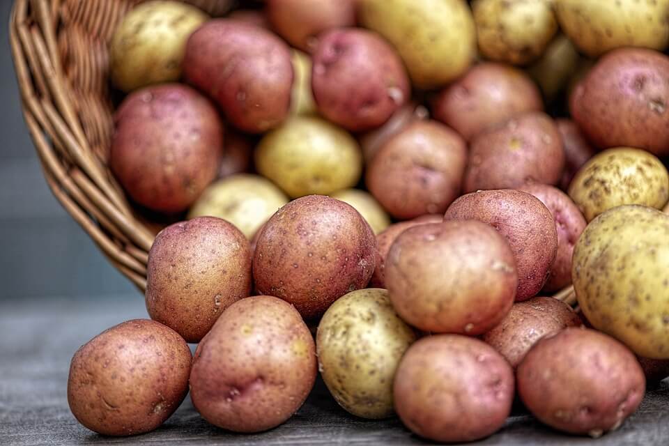 Картошка — яд: японские ученые рассказали о вреде картофеля