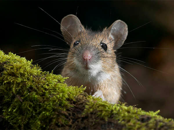 Сибирские ученые создали вирус, избавляющий мышей от депрессии