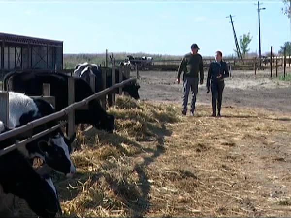 В Брюховецком районе фермер получил грант в 30 млн рублей на животноводство