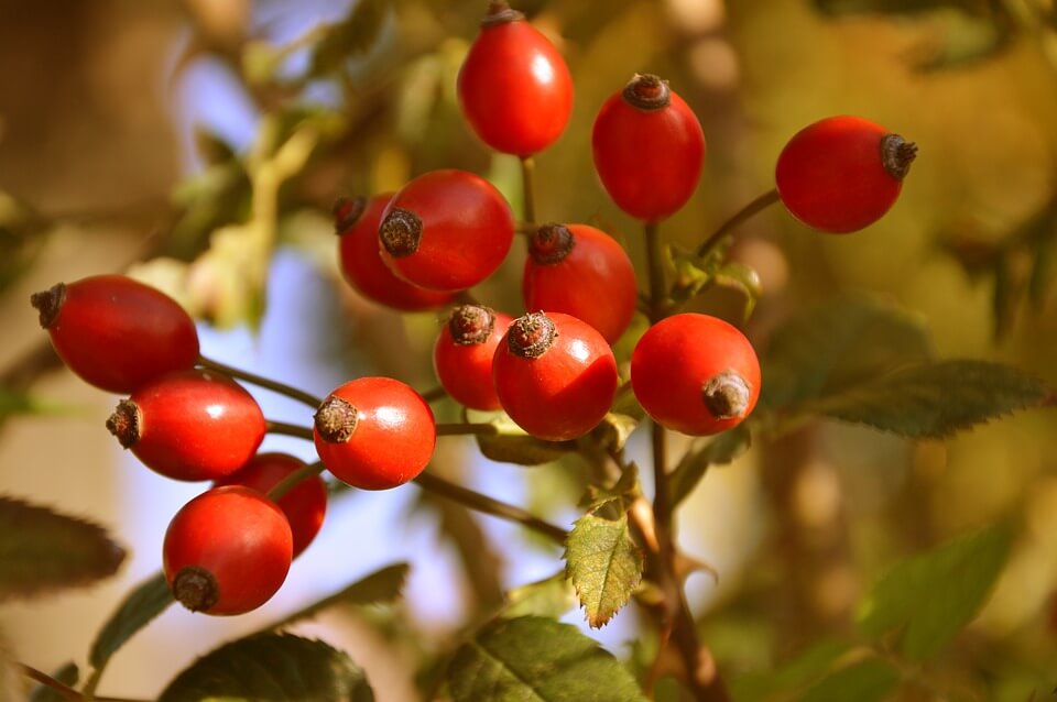 Осенний авитаминоз: какие ягоды самые полезные для здоровья