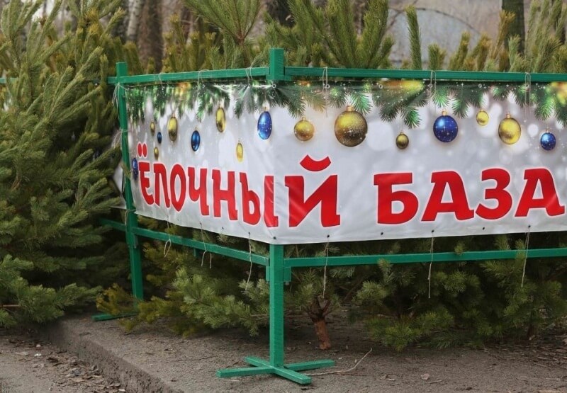 В Краснодаре живую новогоднюю елку можно купить за 500 рублей