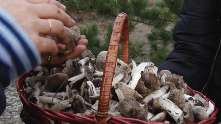 В Новороссийске из-за теплой зимы раньше положенного срока появились грибы