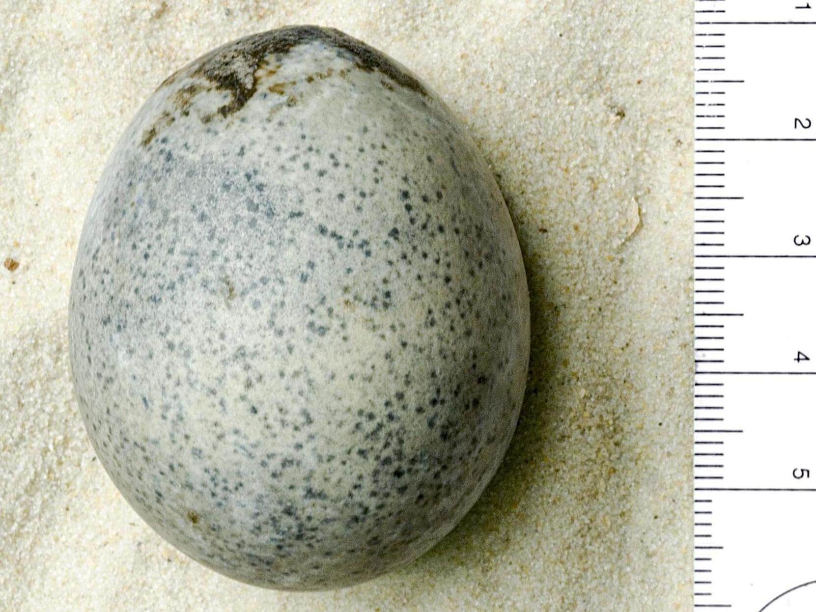 Археологи рассказали, чем пахнет пролежавшее в земле 1,7 тыс. лет яйцо