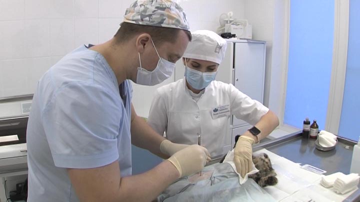 На Кубани 25 февраля можно будет стерилизовать домашних животных со скидкой