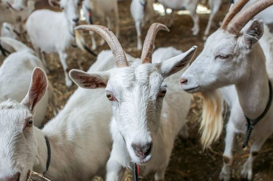 ГМО против онкологии: молоко трансгенных коз спасет мир от рака?