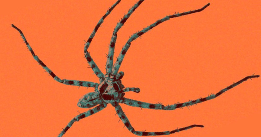 Лженаука: известный ученый мог врать о том, что пауки злятся из-за жары