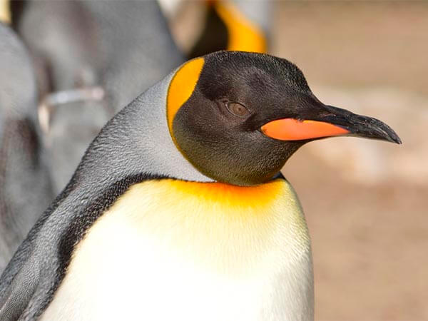 Ни зверь, ни птица: в песнях пингвинов нашли сходство с человеческой речью