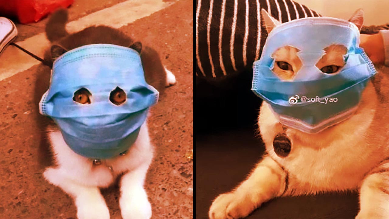 Песня кота из маски. Маска кошки. Кот в медицинской маске. Смешной котик в медицинской маске. Коты в масках.