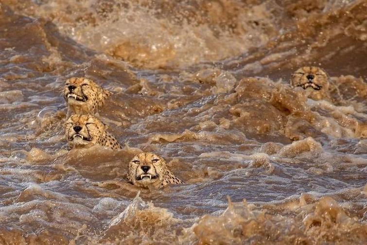 В Кении на фото попали очень смешные гепарды, переплывающие реку