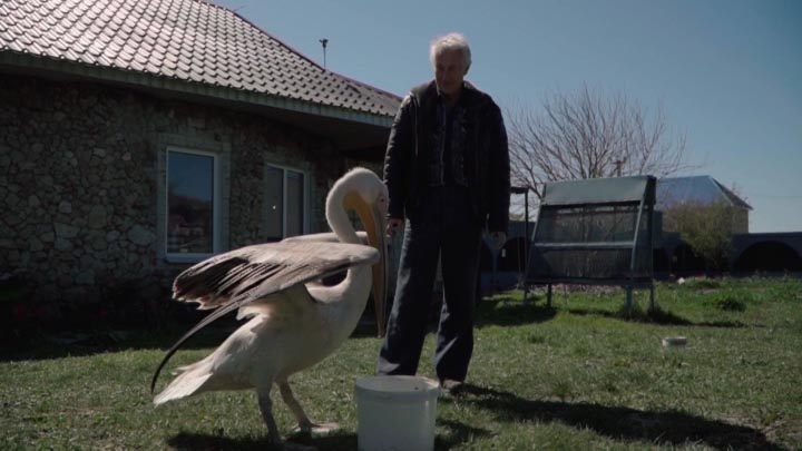 Найденного в порту Новороссийска пеликана Гришу отправили в приют учиться охоте