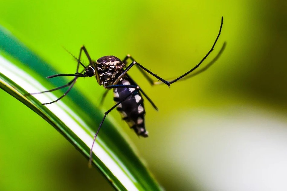 Ученые создали систему, позволяющую отслеживать передвижение комаров