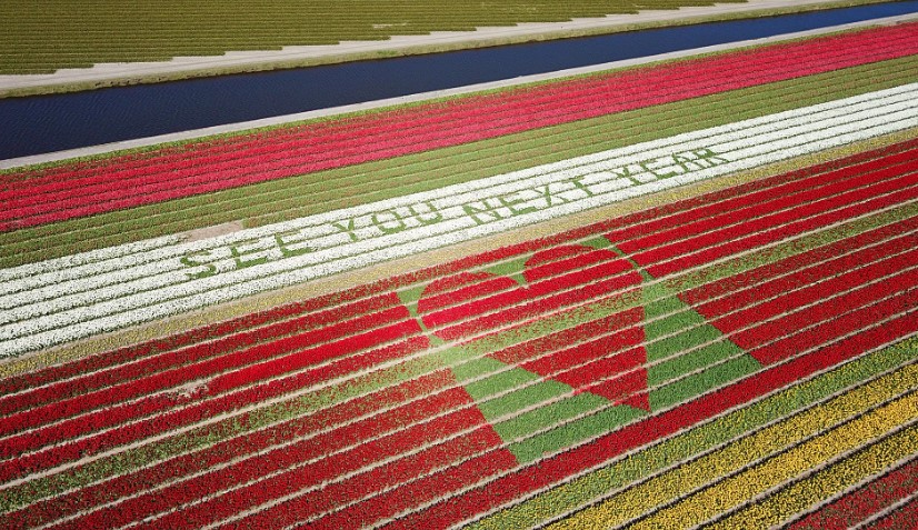 В Голландии составили из непроданных тюльпанов послание для туристов