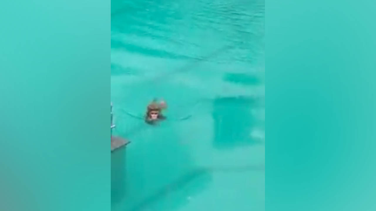 В опустевшем из-за карантина отеле обезьяны устроили заплыв