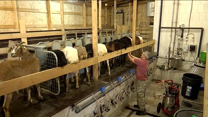 Сочинские фермеры произвели за месяц 5 тонн козьего молока