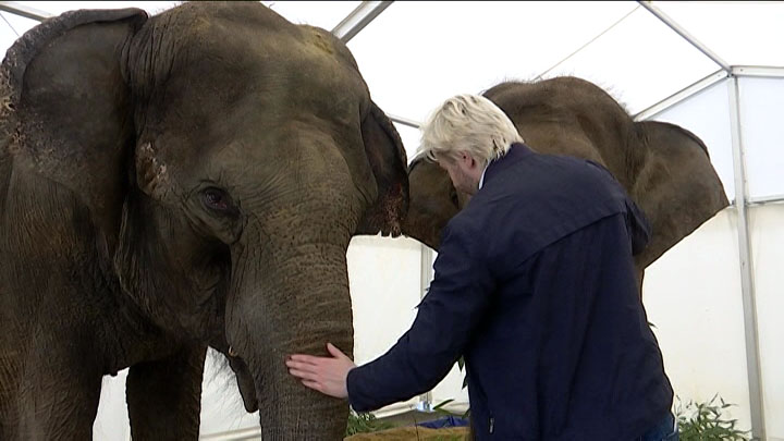 В Сочи предприниматели помогли построить для цирковых слонов песочницу