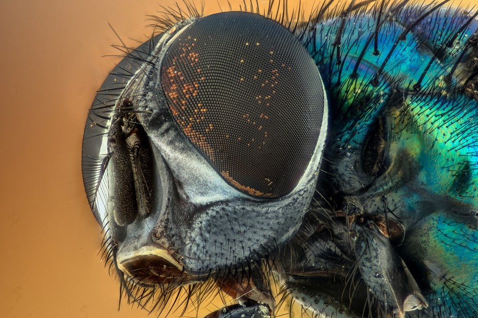 Биолог: комнатные мухи являются переносчиками холеры и сальмонеллеза