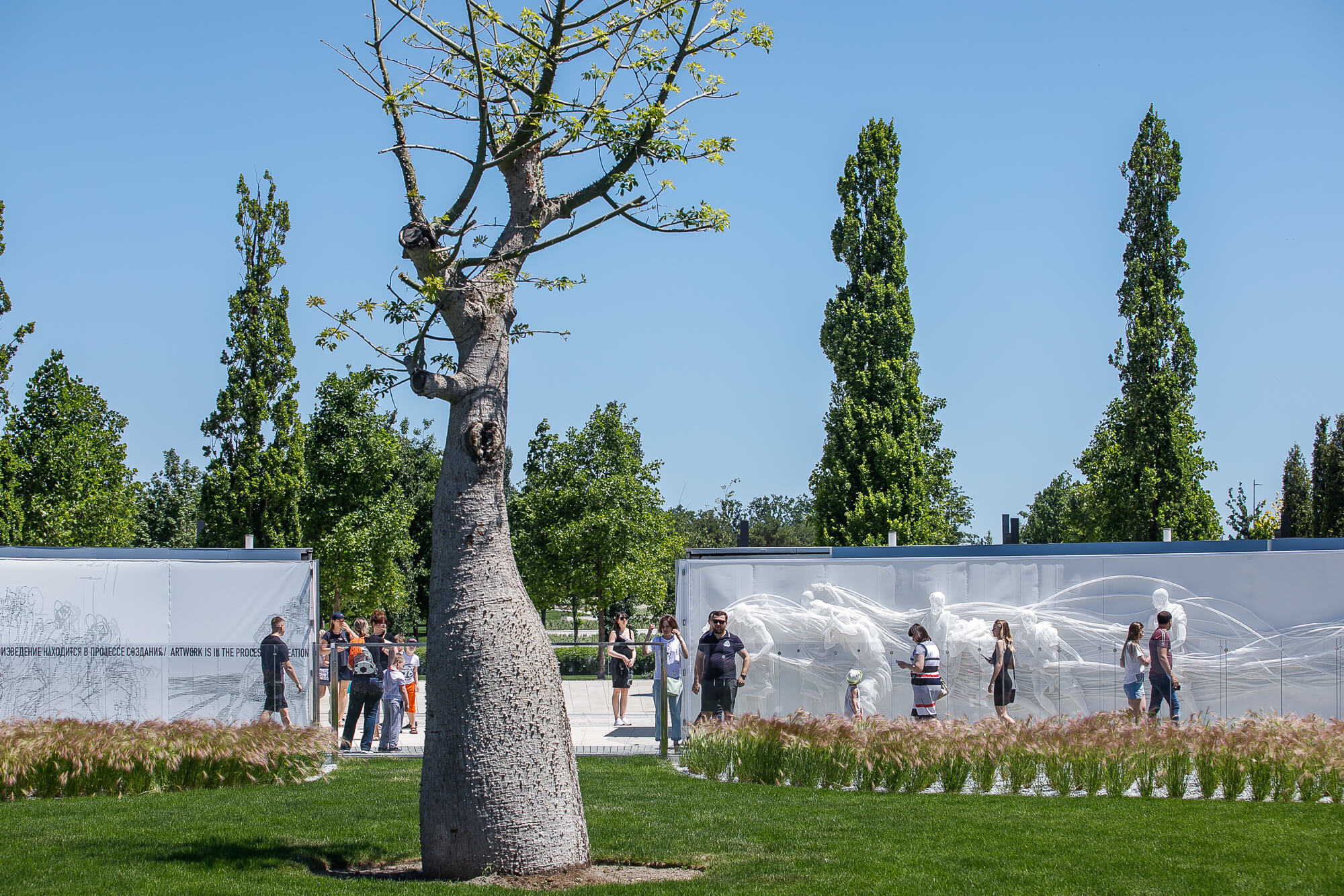 Парк Галицкого в Краснодаре бутылочное дерево