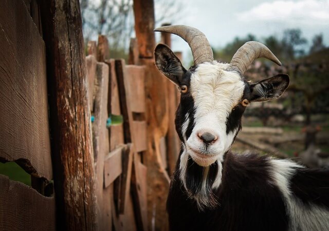 Ученые создали генномодифицированных коз, которые дают противораковое молоко