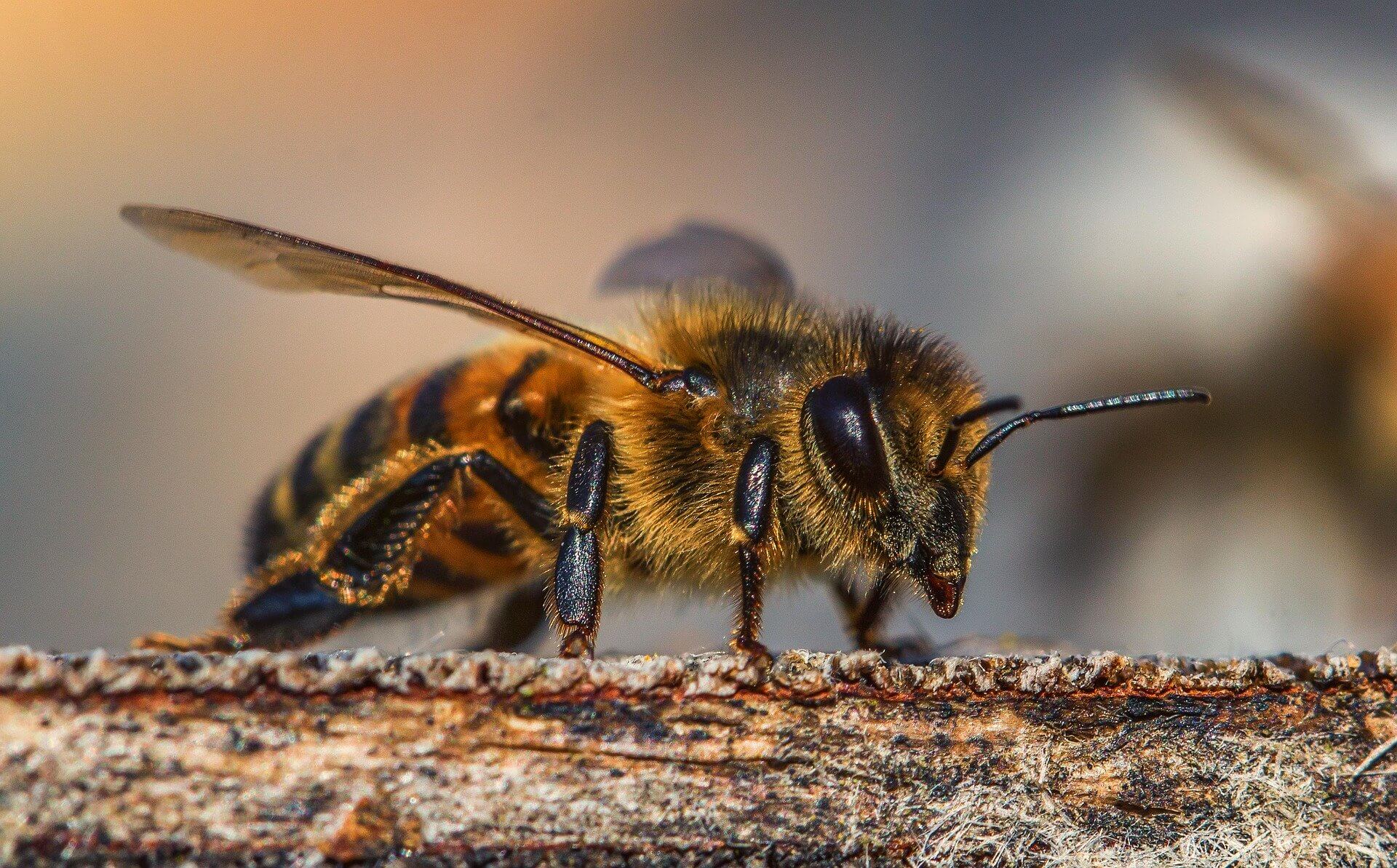 Первая помощь: что делать если ужалила пчела, оса или шершень