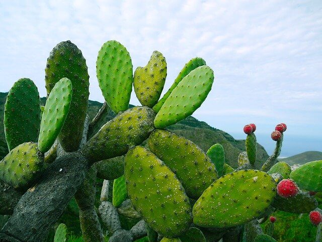 В Мексике начали производить экологичную искусственную кожу из кактуса
