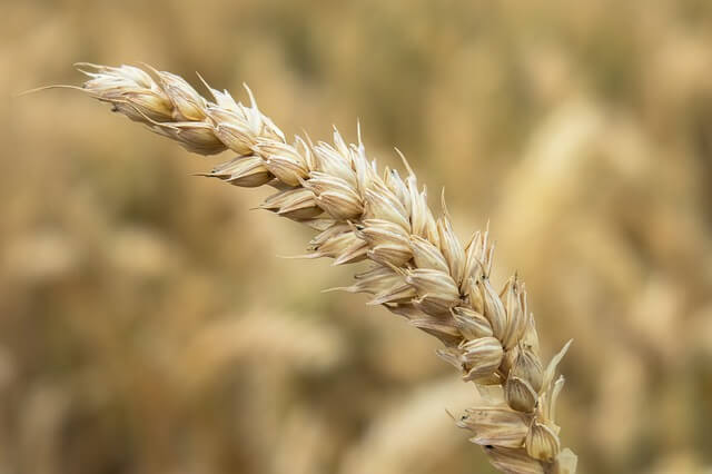 Хлеб всему голова: в борьбе с вирусами поможет цветная пшеница
