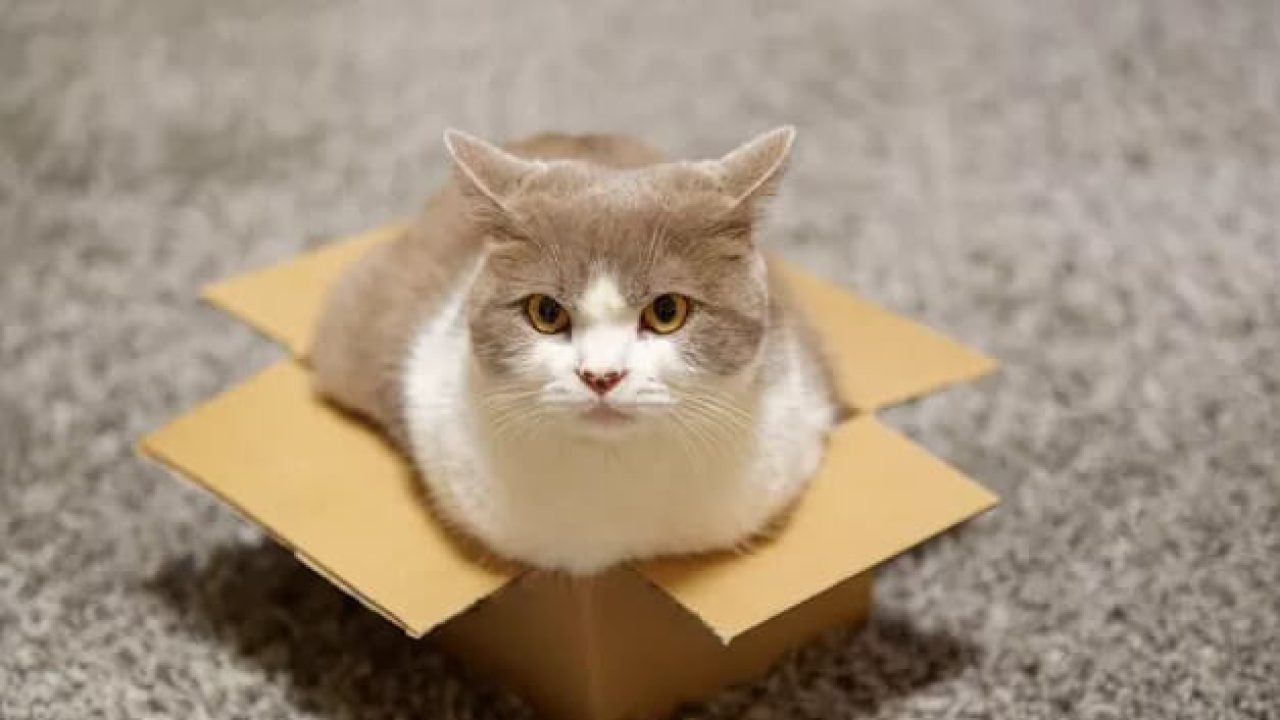Пять причин почему кошка лезет в коробку - 24 июля, 2020 Популярное «Кубань  24»
