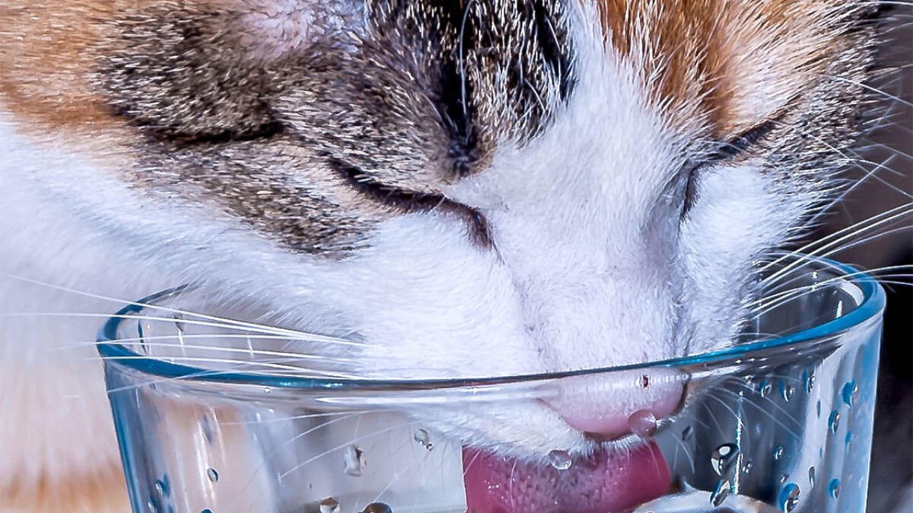 кот часто пьет воду