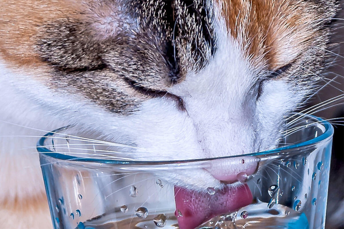 Пять причин, почему кошка пьет воду из стакана хозяина