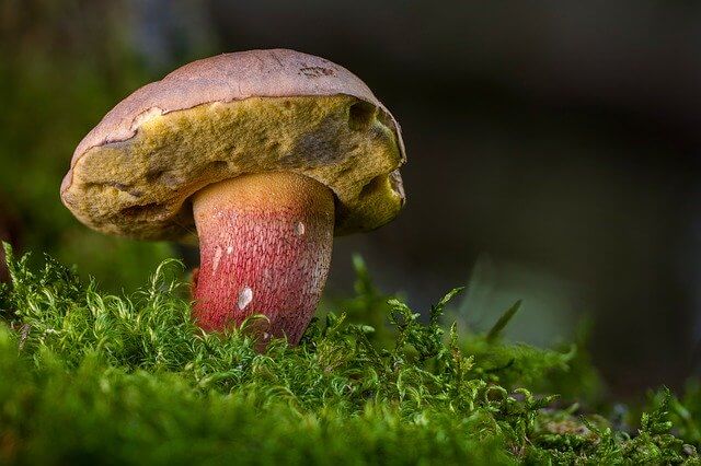 Съедобно или нет: лесные грибы могут спровоцировать тяжелое отравление