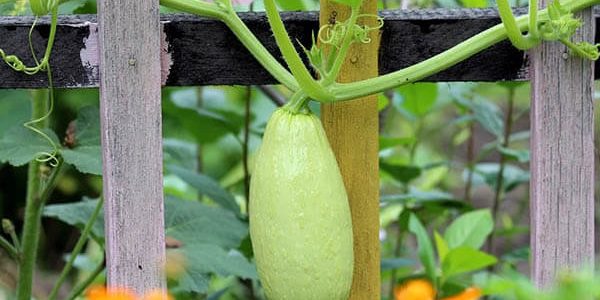 Чудо-овощ: 5 причин добавить кабачок в свой ежедневный рацион