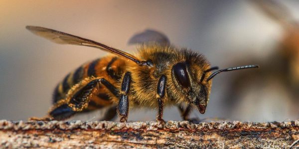 Медики: пчелиный яд поможет в борьбе с опасным типом рака груди