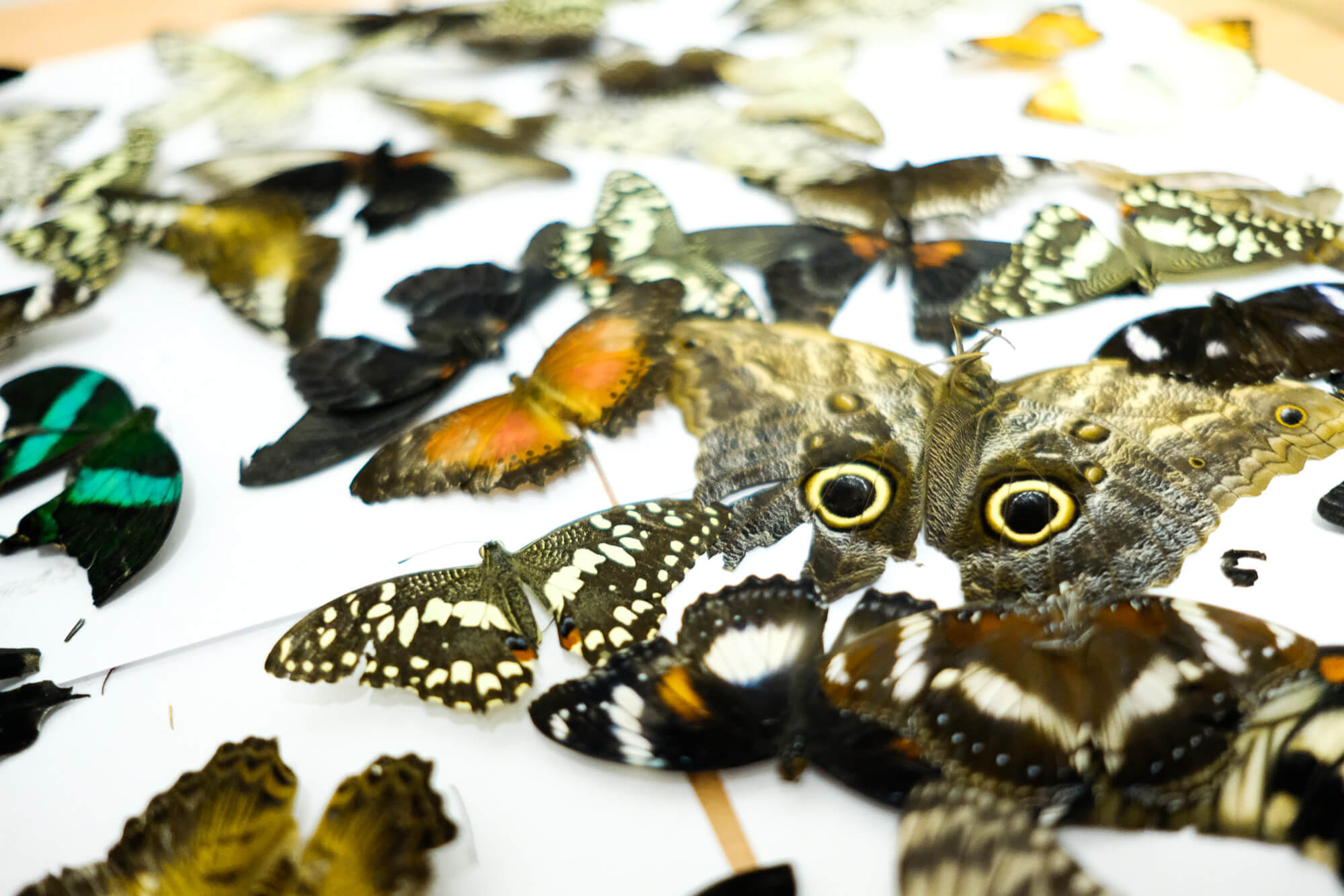 Выставка бабочек колизей