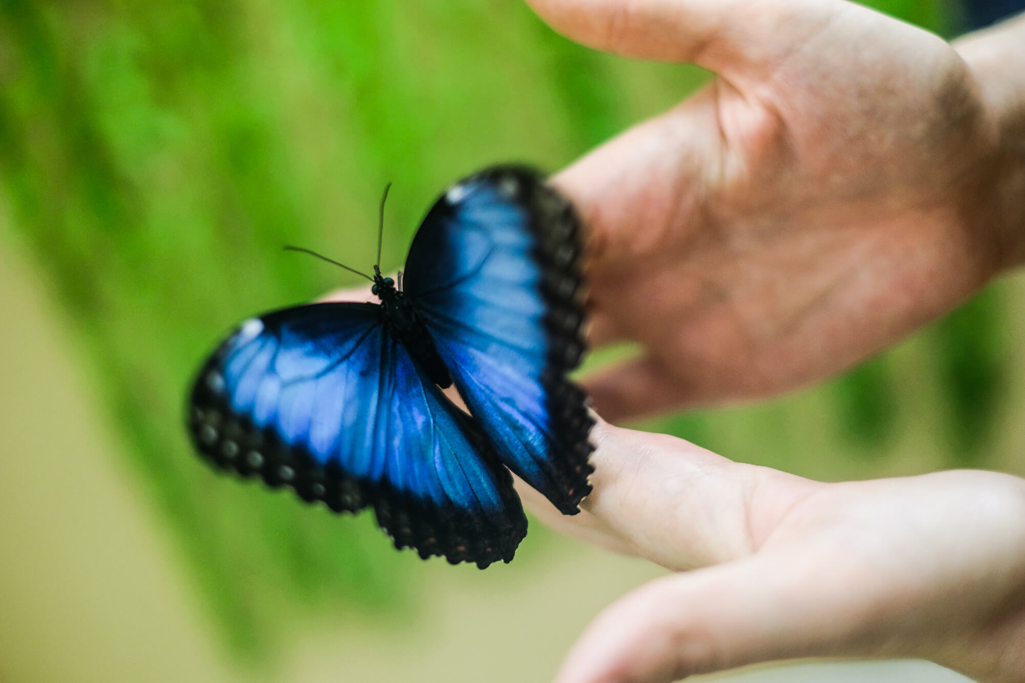 Голубая Морфа Бабочка Фото - Фото Картинки