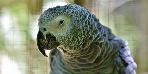 В британском зоопарке попугаев-матершинников пришлось изолировать от посетителей
