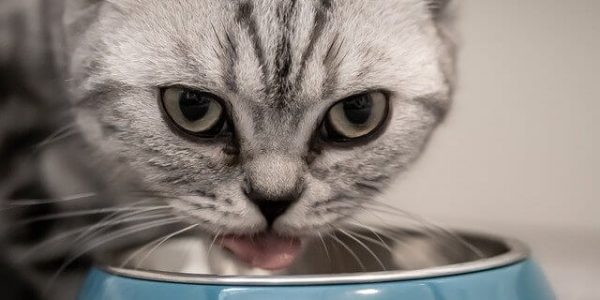 Диета для кота: 5 принципов правильного кормления домашнего питомца