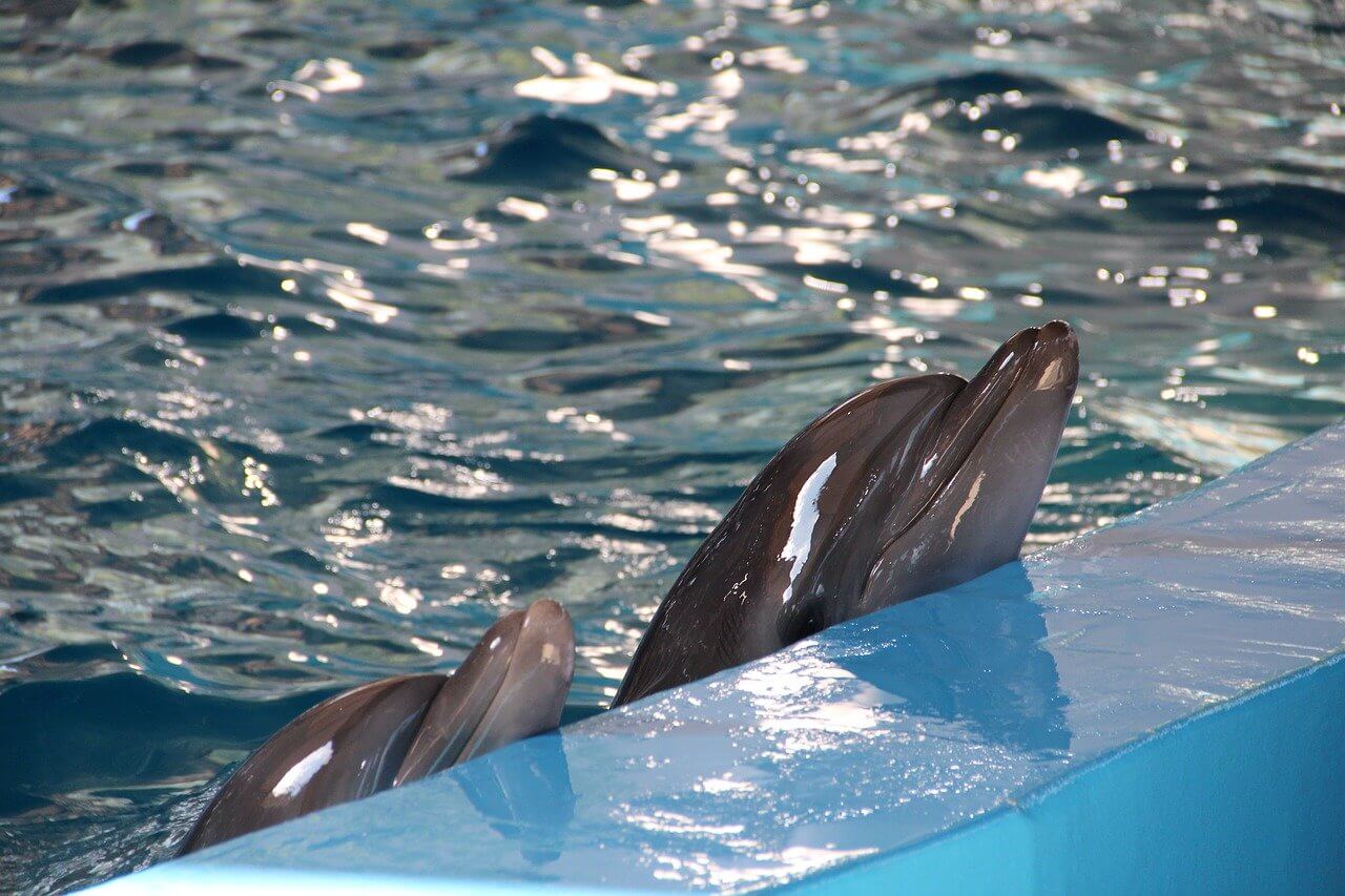 dolphinarium-3578858_1280